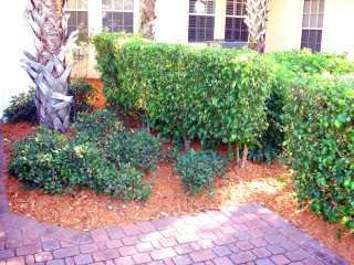 Mulching added around bushes in L'Ambiance
